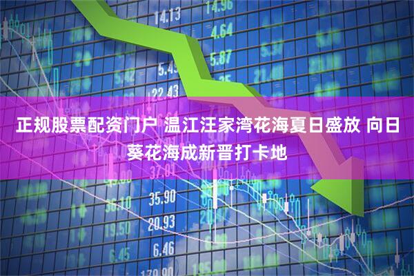 正规股票配资门户 温江汪家湾花海夏日盛放 向日葵花海成新晋打卡地